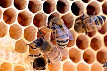 Что будет если съесть пчелу в меде