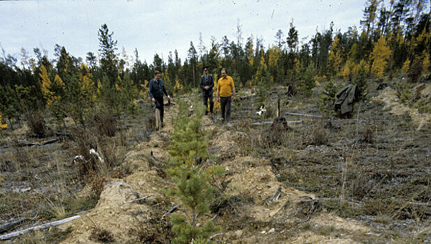 Единый день посадки леса проходит в России