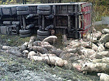 На Полтавщине перевернулась фура со свиньями: фото