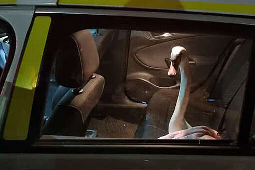 Британские полицейские отвезли украденного лебедя на машине к ветеринару