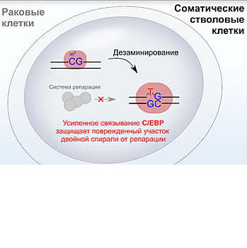 Ученые нашли белок, вызывающий мутации и в стволовых, и в раковых клетках