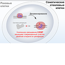 Ученые нашли белок, вызывающий мутации и в стволовых, и в раковых клетках