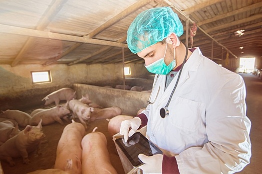 Учёные ВНИИЗЖ назвали срок иммунитета у свиней после вакцинации от РРСС