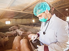 Учёные ВНИИЗЖ назвали срок иммунитета у свиней после вакцинации от РРСС
