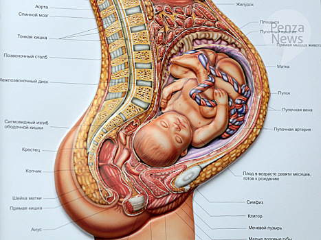 В Пензенской области с начала года более 380 женщин отказались от аборта
