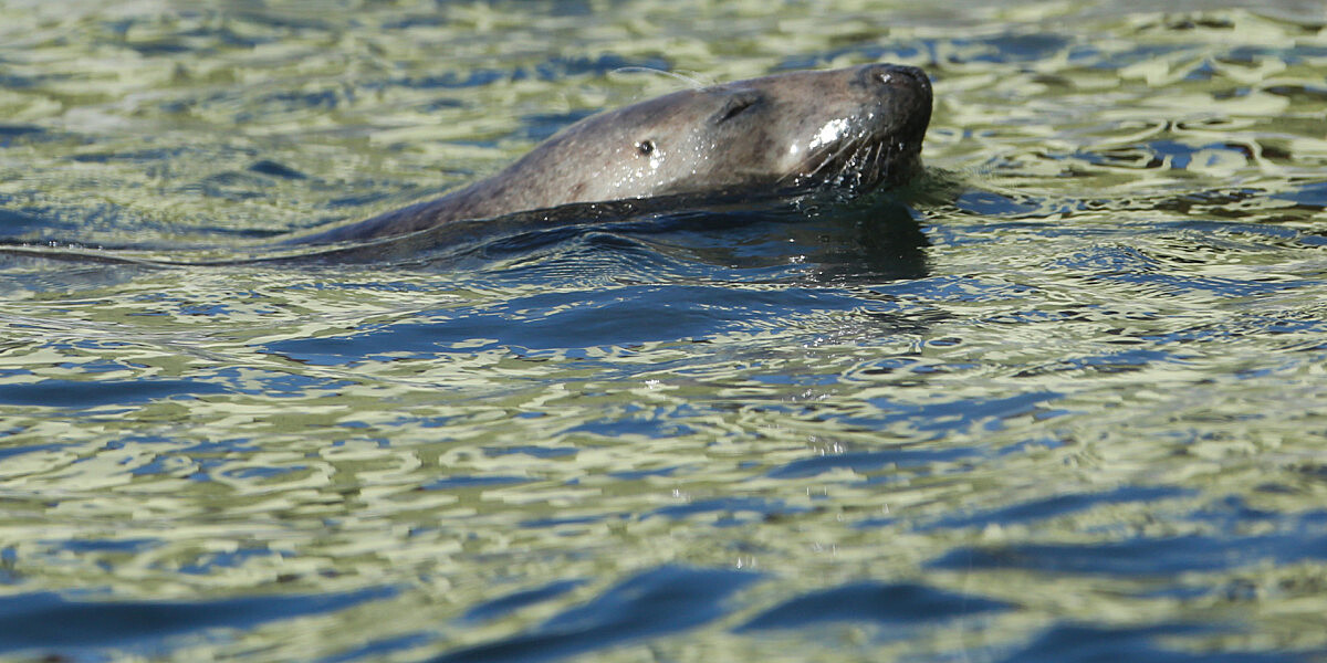 Во Владивостоке спасли тюленя, застрявшего в плавдоке