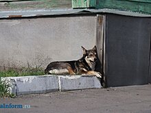 В регионе неблагополучными по бешенству стали 2 населенных пункта