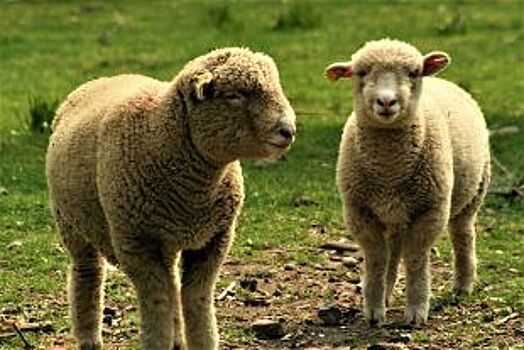 69 зараженных бруцеллезом овец сожгли в Башкирии