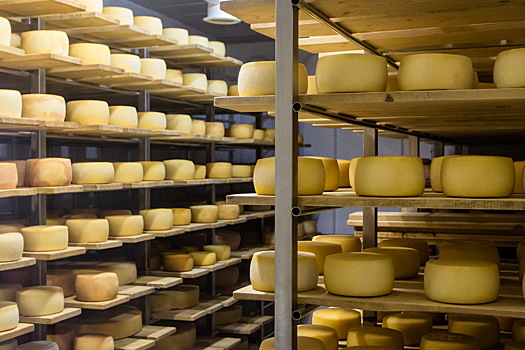 В Чехове откроется новая сыроварня