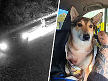 В Карелии суд лишил прав водительницу, которая сделала собаку инвалидом