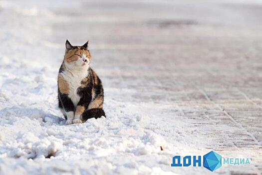 Фото снежного города: как ростовчане провели первый рабочий день года