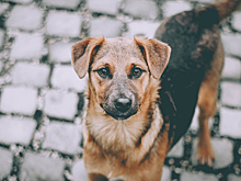 В Орске определился подрядчик на отлов бездомных собак