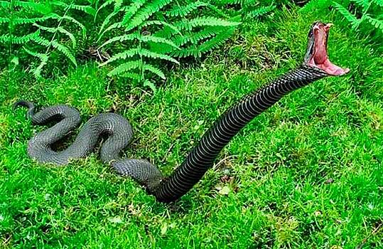 Какие змеи первыми нападают на человека