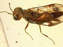 Ученые открыли ископаемых насекомых с эхолокаторами на ножках