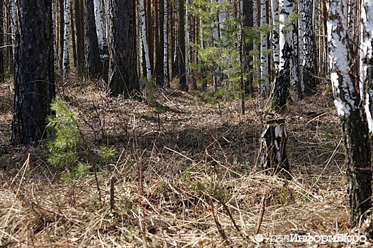 В лесу под Ноябрьском туристы нашли останки пропавшего мужчины