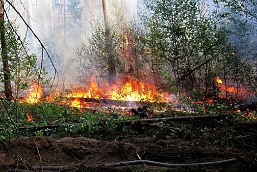 Лесные пожары угрожают почти 600 населенным пунктам в Подмосковье в 2017 году