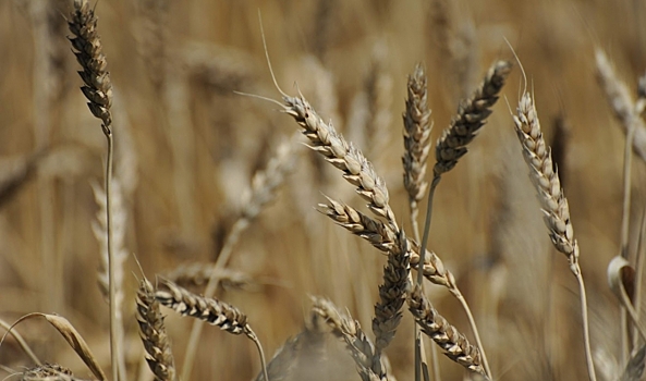 В Волгоградской области ИП нарушил законодательство в области семеноводства