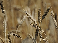 В Волгоградской области ИП нарушил законодательство в области семеноводства