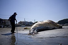 Солнечные бури связаны с выбрасыванием китов на берег