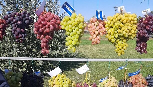 В Оренбуржье прошел праздник винограда