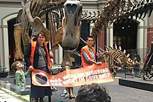 Экоактивистки приклеили себя к скелету динозавра в музее Берлина