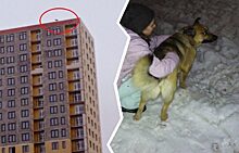 В Тюмени строители сняли с крыши 24-этажки собаку