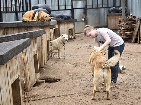 Около 300 кг корма для бездомных животных собрано в Вологде в рамках всероссийской акции «Лапа дружбы»