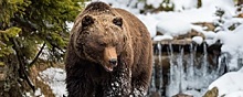 Врач Лукашев: Мясо медведя — самое опасное для человека