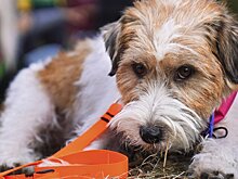 Ветеринар Шеляков оценил обязательное чипирование животных