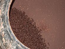 Шоколадную корову весом в 350 килограммов создали в Чили