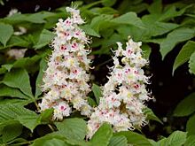 В Северной Осетии зацвели каштаны