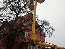 В Краснознаменске горэлектросети прислали автовышку, чтобы снять с дерева кота
