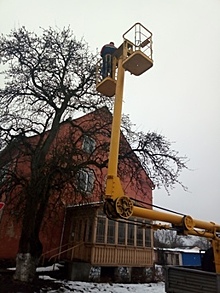 В Краснознаменске горэлектросети прислали автовышку, чтобы снять с дерева кота