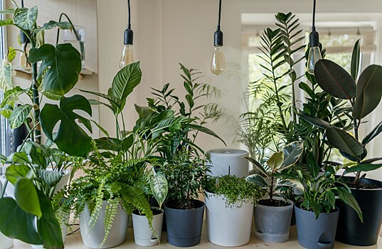 Самые модные растения для дома в 2024 году