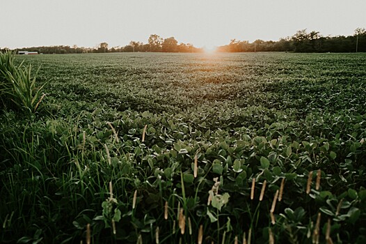 Syngenta в России повысит цены с 1 сентября на 12%