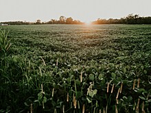 Syngenta в России повысит цены с 1 сентября на 12%