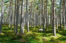 Бизнесменов в РФ обяжут восстанавливать леса