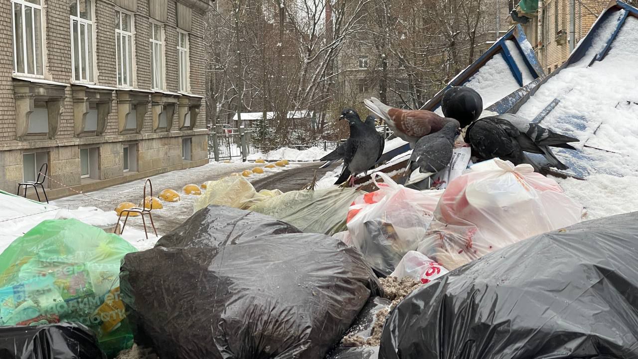 Врач Мясников предостерег от контакта с птицами из-за опасных последствий