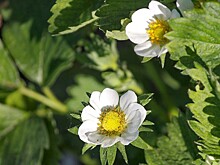 Эксперты прокомментировали возможность регулирования рынка дикоросов