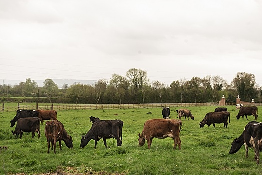 Посты ветеринарного досмотра могут внедрить на дорогах между регионами России