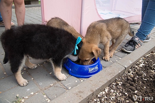 Волгоградские депутаты и общественники покажут городу своих породистых собак
