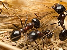 Жительница Красноярского края заразилась гельминтами от муравьев