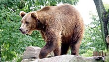Медведь-фотолюбитель поправил камеру видеонаблюдения