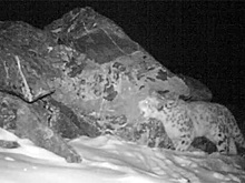 Мяуканье снежного барса сравнили с воплями алкоголика