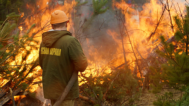 Более 9,5 тыс м пожарных рукавов закупили для лесных пожарных Подмосковья