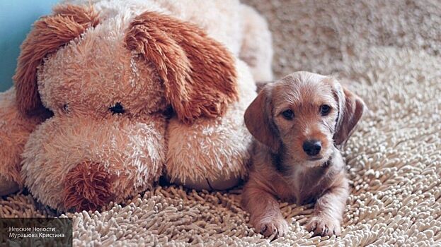 Опубликовано трогательное видео с реакцией собак на возвращение хозяина