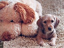 Опубликовано трогательное видео с реакцией собак на возвращение хозяина