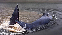 Как в Хабаровском крае спасают застрявшего кита