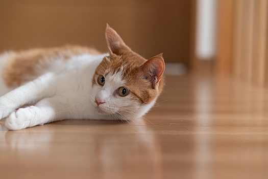 Пиелонефрит у кошек – симптомы и лечение