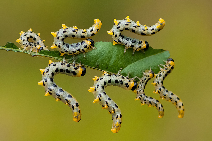 Гусеницы доедают лист